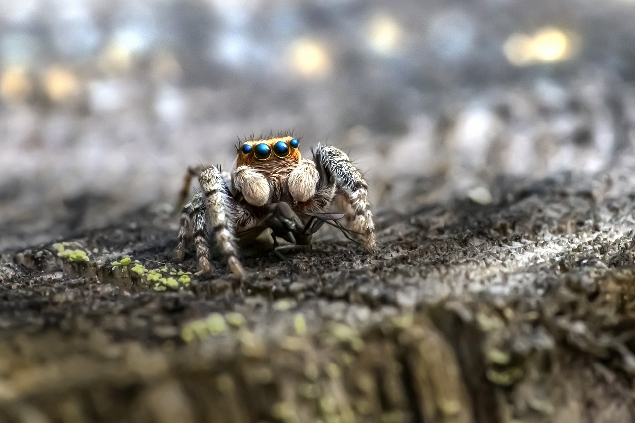 Dealing with Spiders and Insects: A Safety Guide